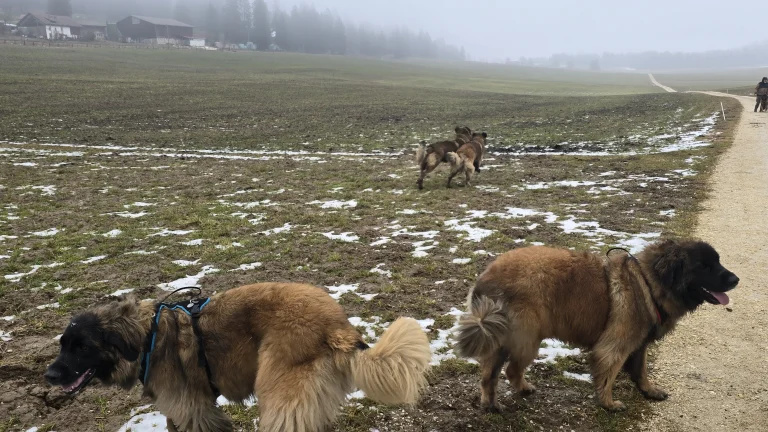 Balade aux Franches-Montagnes – 21.02.2026