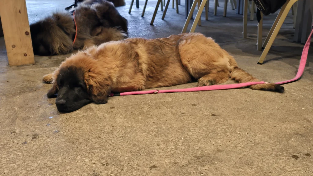 Balade et Paella sur le plateau de Diesse – 11.04.2026