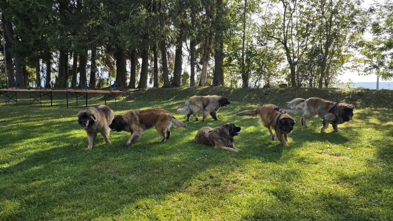 Les Geneveys-sur-Coffrane – 03.10.2026 – Une victoire écrasante des filles… et une bande de bipèdes pas très nets !